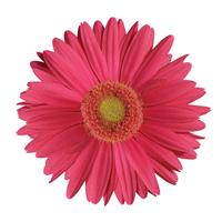 Mega Revolution™ Rose with Light Eye Gerbera