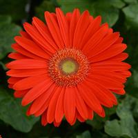 Mega Revolution™ Bright Orange with Light Eye Gerbera