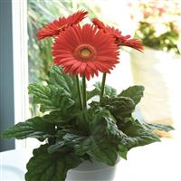 Mega Revolution™ Bright Orange with Light Eye Gerbera