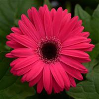 Mega Revolution™ Bright Rose with Dark Eye Gerbera