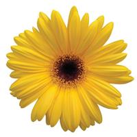 Revolution™ Golden Yellow with Dark Eye Gerbera