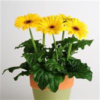 Revolution™ Golden Yellow with Dark Eye Gerbera