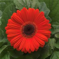 Revolution™ Orange with Dark Eye Gerbera