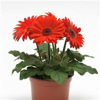 Revolution™ Orange with Dark Eye Gerbera