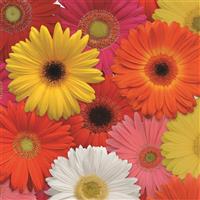 Revolution™ Select Mixture Gerbera