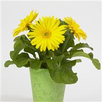 Revolution™ Yellow with Light Eye Gerbera