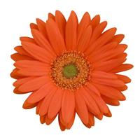 Revolution™ Orange with Light Eye Gerbera