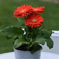 Revolution™ Orange with Light Eye Gerbera