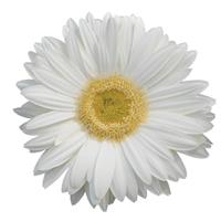 Revolution™ White with Light Eye Gerbera