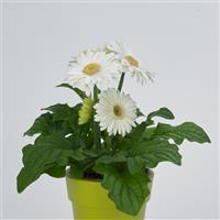 Revolution™ White with Light Eye Gerbera