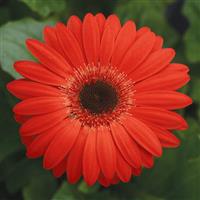 Revolution™ Red with Dark Eye Gerbera