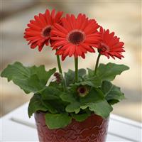 Revolution™ Red with Dark Eye Gerbera