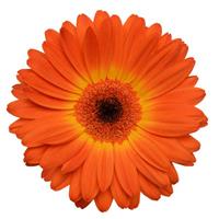 Revolution™ Bicolor Yellow Orange Gerbera