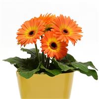 Revolution™ Bicolor Yellow Orange Gerbera