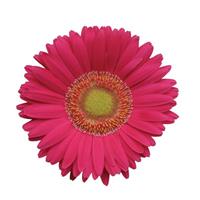 Revolution™ Bright Rose with Light Eye Gerbera