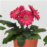 Revolution™ Bright Rose with Light Eye Gerbera