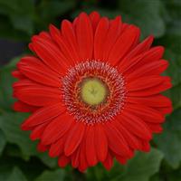 Revolution™ Red with Light Eye Gerbera