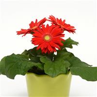 Revolution™ Red with Light Eye Gerbera