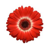 Revolution™ Bicolor Red White Gerbera