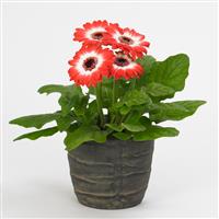 Revolution™ Bicolor Red White Gerbera