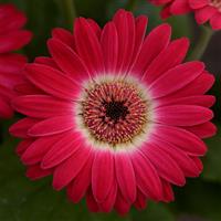 Revolution™ Bicolor Rose White Gerbera