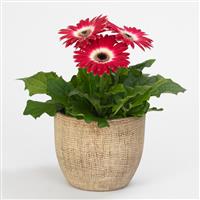 Revolution™ Bicolor Rose White Gerbera