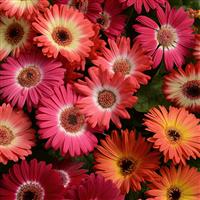 Revolution™ Bicolor Mixture Gerbera