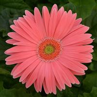 Revolution™ Salmon Shades with Light Eye Gerbera