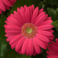 Revolution™ Deep Pink with Light Eye Gerbera