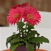 Revolution™ Deep Pink with Light Eye Gerbera