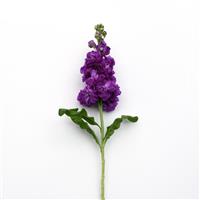 Mathilda™ Blue Matthiola