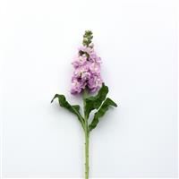 Mathilda™ Pink Matthiola