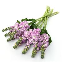 Mathilda™ Pink Matthiola