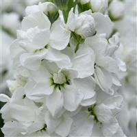 Mathilda™ White Matthiola