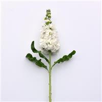 Mathilda™ White Matthiola