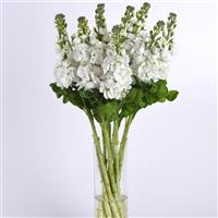 Mathilda™ White Matthiola