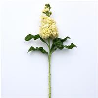 Mathilda™ Yellow Matthiola