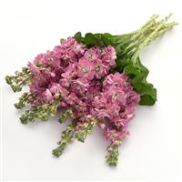 Mathilda™ Antique Rose Matthiola