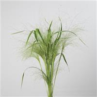 Frosted Explosion Panicum