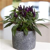 Salsa XP Purple Ornamental Pepper