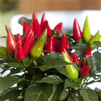 Salsa XP Red Ornamental Pepper