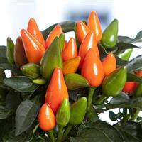 Salsa XP Dark Orange Ornamental Pepper