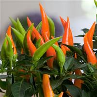 Santos Orange Ornamental Pepper