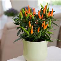 Santos Orange Ornamental Pepper