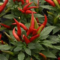 Santos Red Ornamental Pepper