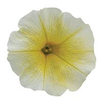 E3 Easy Wave<sup>®</sup> Yellow Spreading Petunia