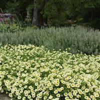 E3 Easy Wave<sup>®</sup> Yellow Spreading Petunia