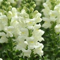 Maryland Ivory White Snapdragon