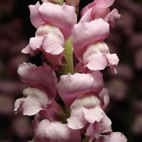 Maryland Lavender Snapdragon