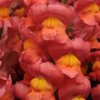 Maryland Orange Snapdragon